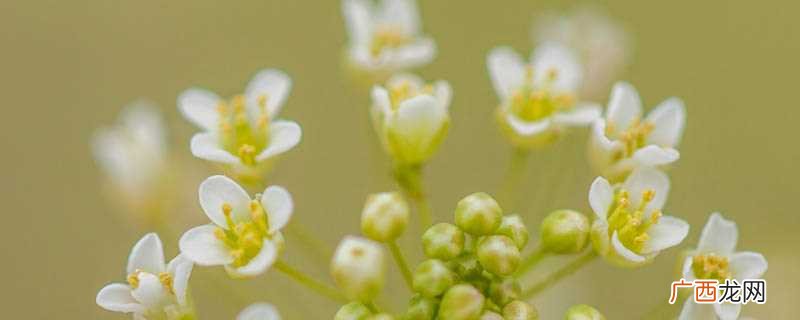 芹菜适宜育苗移栽或无土栽培 炒芹菜怎么是苦的