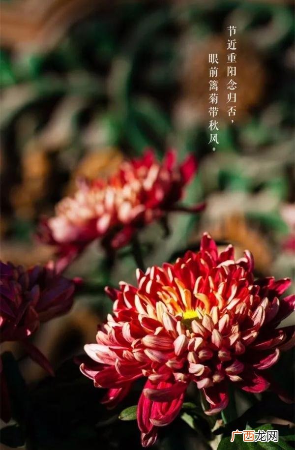 重阳节有什么风俗 传统 重阳节有什么习俗