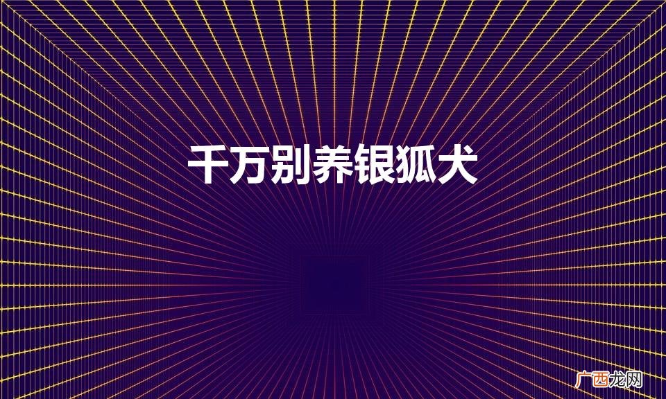 为什么没人养银狐犬,银狐犬的缺点有哪些 千万别养银狐犬