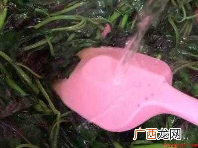 苋菜怎么做好吃又有营养的具体操作步骤 苋菜怎么做好吃又有营养