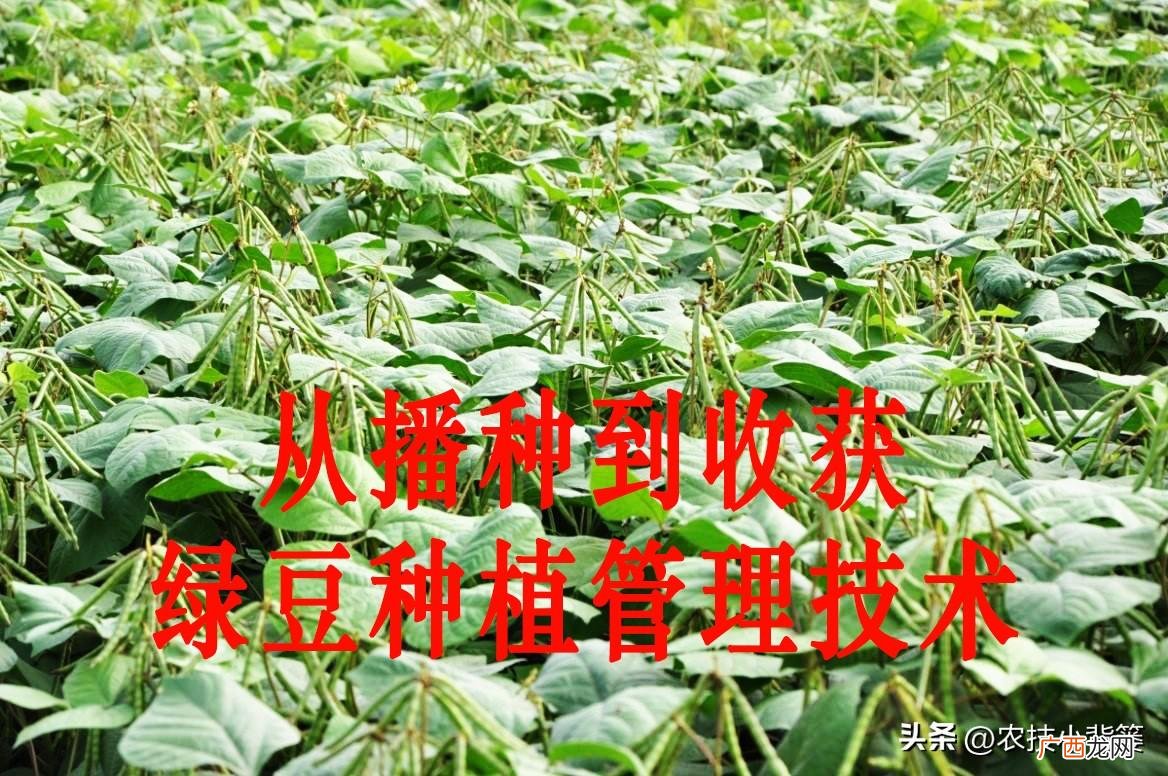 绿豆怎样种植才能高产 绿豆什么时候种植最好