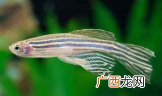 斑马鱼的头部来判断它的性别 斑马鱼怎么分公母