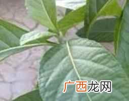 南非叶的功效与作用禁忌 南非叶的功效与作用