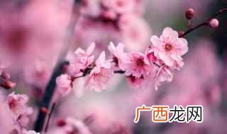 腊梅和梅花有什么区别 腊梅和梅花的区别