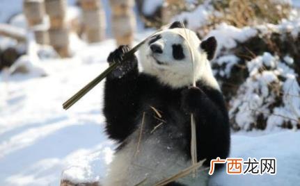 大熊猫有没有冬眠特效 大熊猫有冬眠的习惯吗