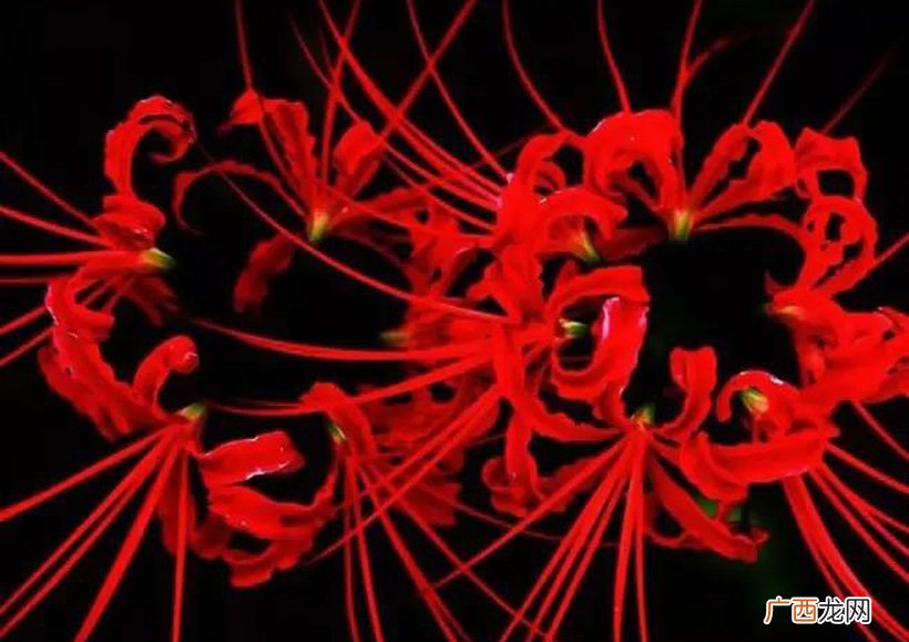 花语、寓意、象征详解 彼岸花的寓意和花语