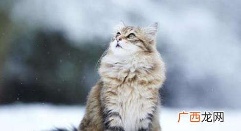猫咪有疱疹病毒眼睛会有什么症状 猫咪疱疹病毒是什么引起的