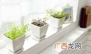 好养的而又适合室内的草本花 南方室内适合养什么花