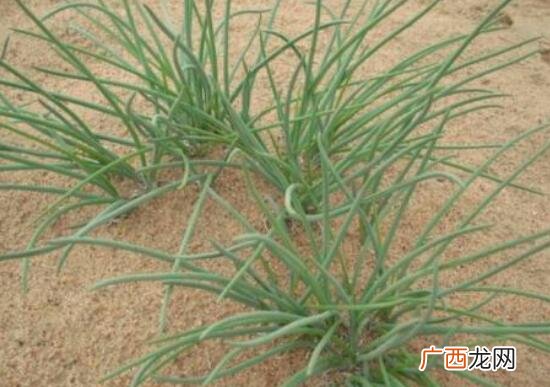 沙葱和野葱的营养价值区别 沙葱和野葱的区别