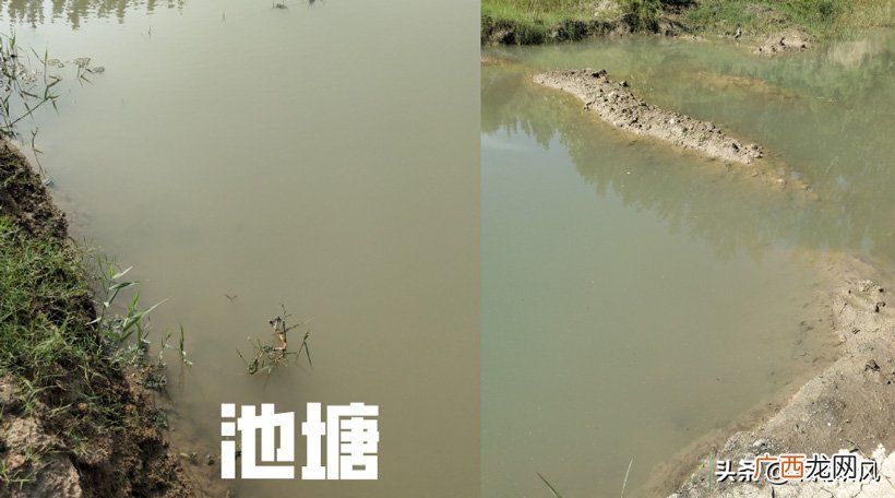 养殖螃蟹该喂什么食物 螃蟹吃什么食物好养活