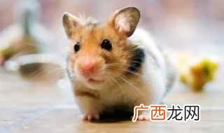 横眉冷眼笑半仙是鼠生肖 横眉冷眼笑半仙是什么生肖