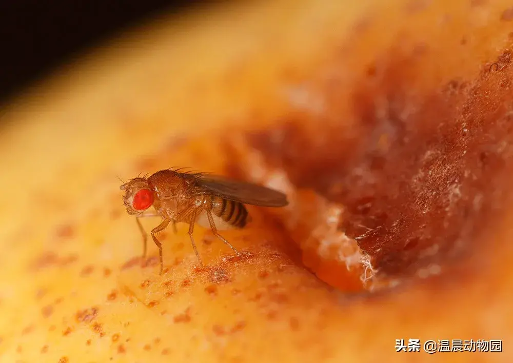 消灭小飞虫简单方法分享 水果上的小飞虫怎么消灭小窍门