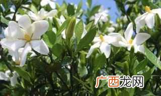 中医临床常用于治疗黄疸型肝炎、扭挫伤、高血压、糖尿病等症 青栀什么意思