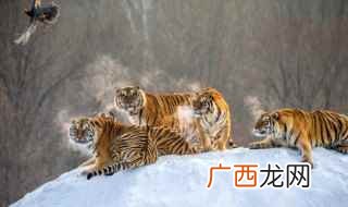 老虎的寿命最长多少年 老虎相关介绍