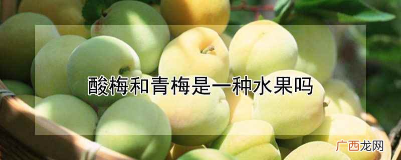 酸梅和青梅是一样的吗 酸梅和青梅是一种水果吗