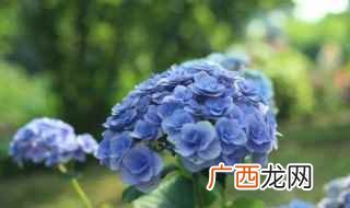 绣球花有哪些品种和图片 绣球花有哪几个品种怎样区分