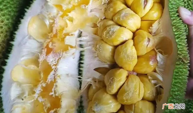 榴莲蜜的食用功效有哪些 榴莲蜜和菠萝蜜的区别