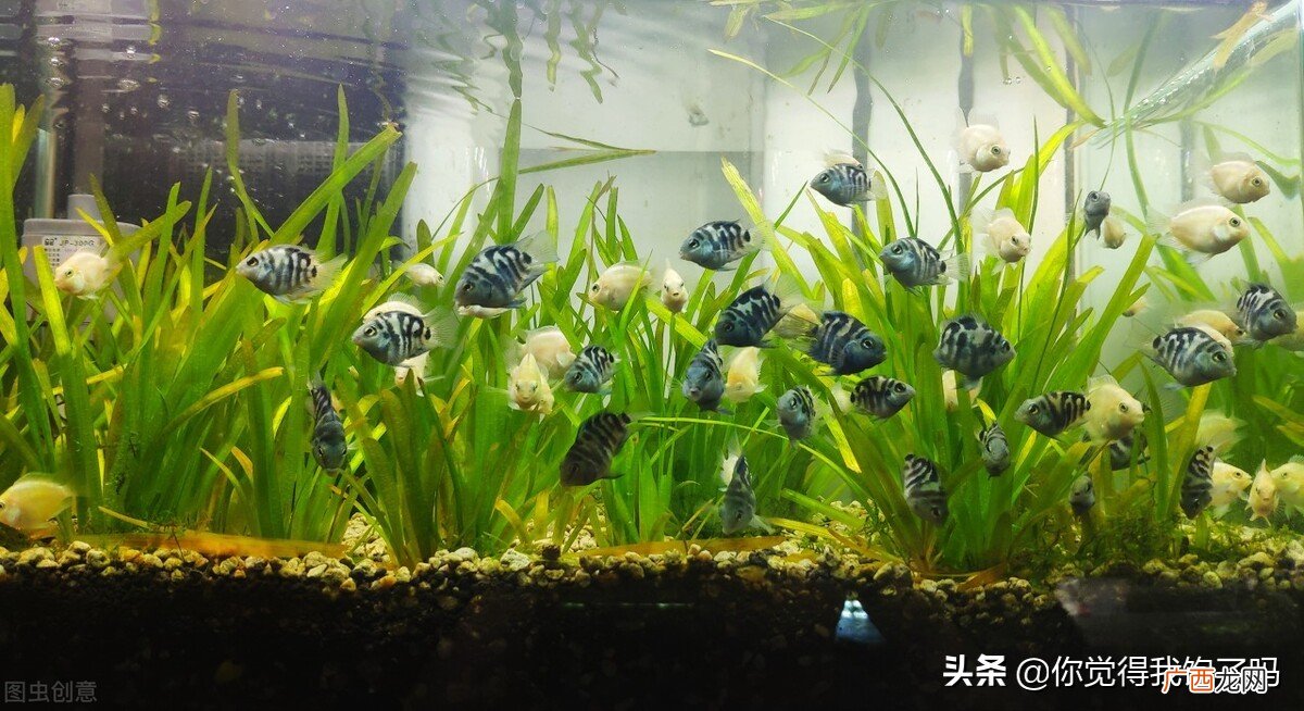 3招辨别迷你鹦鹉鱼公母 迷你鹦鹉鱼怎么分公母