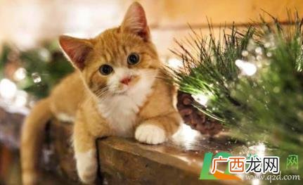 满月的小猫怎么断奶视频 满月的小猫怎么断奶
