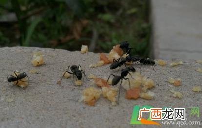 治蚂蚁最有效的方法 如果床上有蚂蚁怎么办