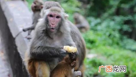 贵阳黔灵山猴子是几级保护动物 黔灵山公园分流的猴子去哪了