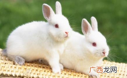 兔子养几个月可以生崽 兔子生崽会分两次吗