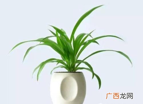 适合家养的5大风水旺财植物 室内种什么植物风水最好