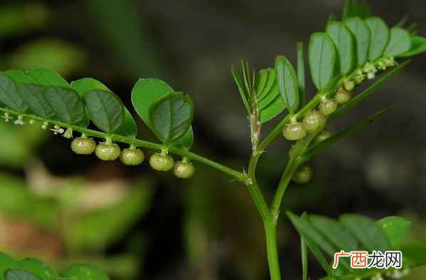 珍珠草的养殖方法和注意事项 珍珠草种植方法