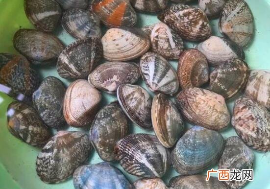 花蛤和花甲的营养价值区别 花蛤和花甲的区别