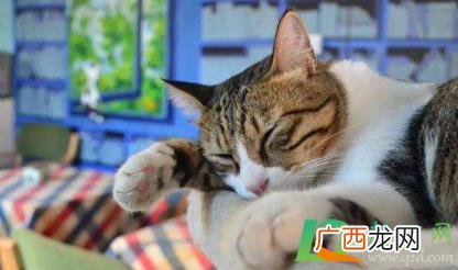 猫咪吃了一点海苔怎么办 猫咪吃海苔会有问题吗