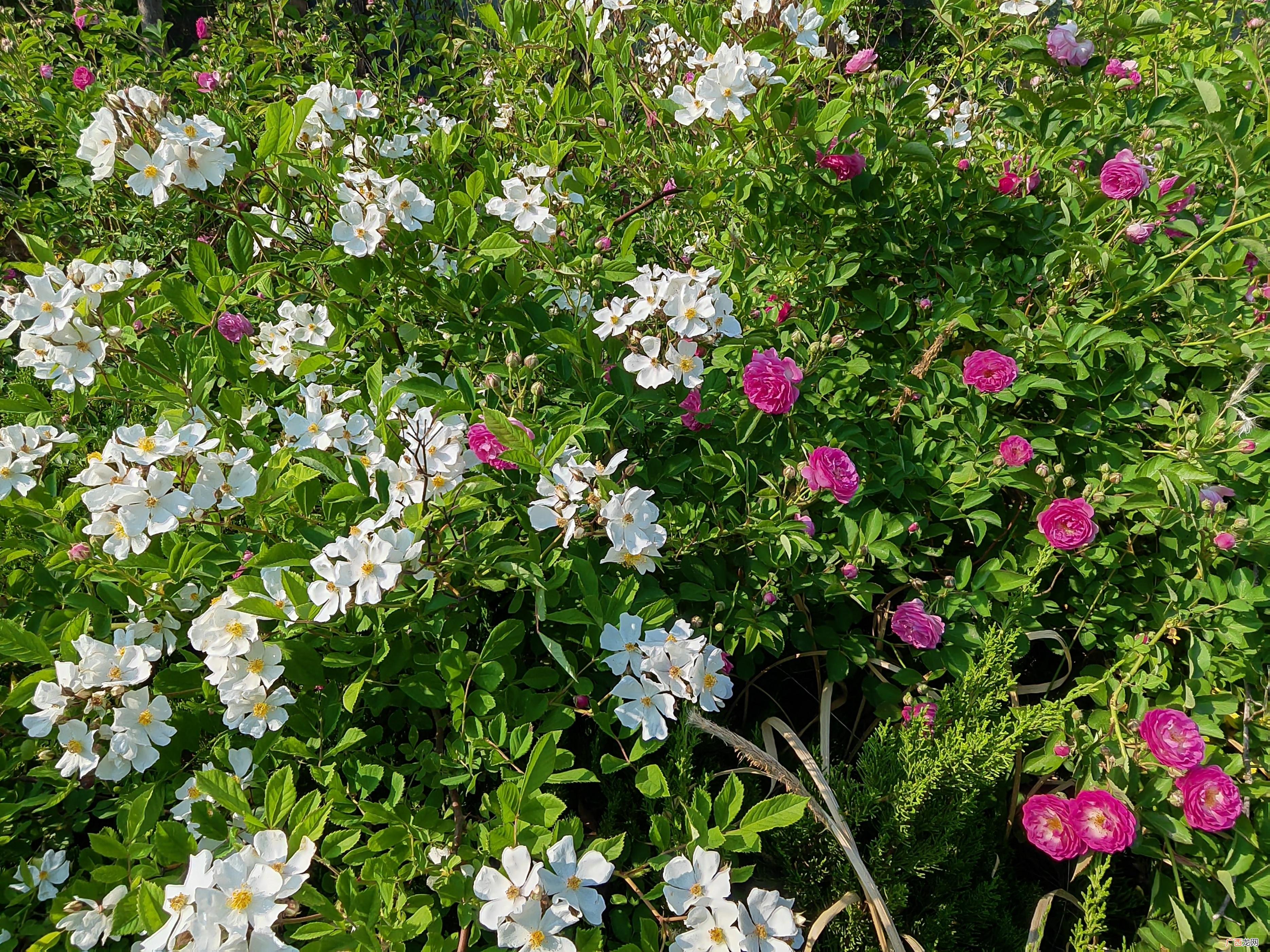 夏天最漂亮的花前十名 夏天十种最美的花是什么花