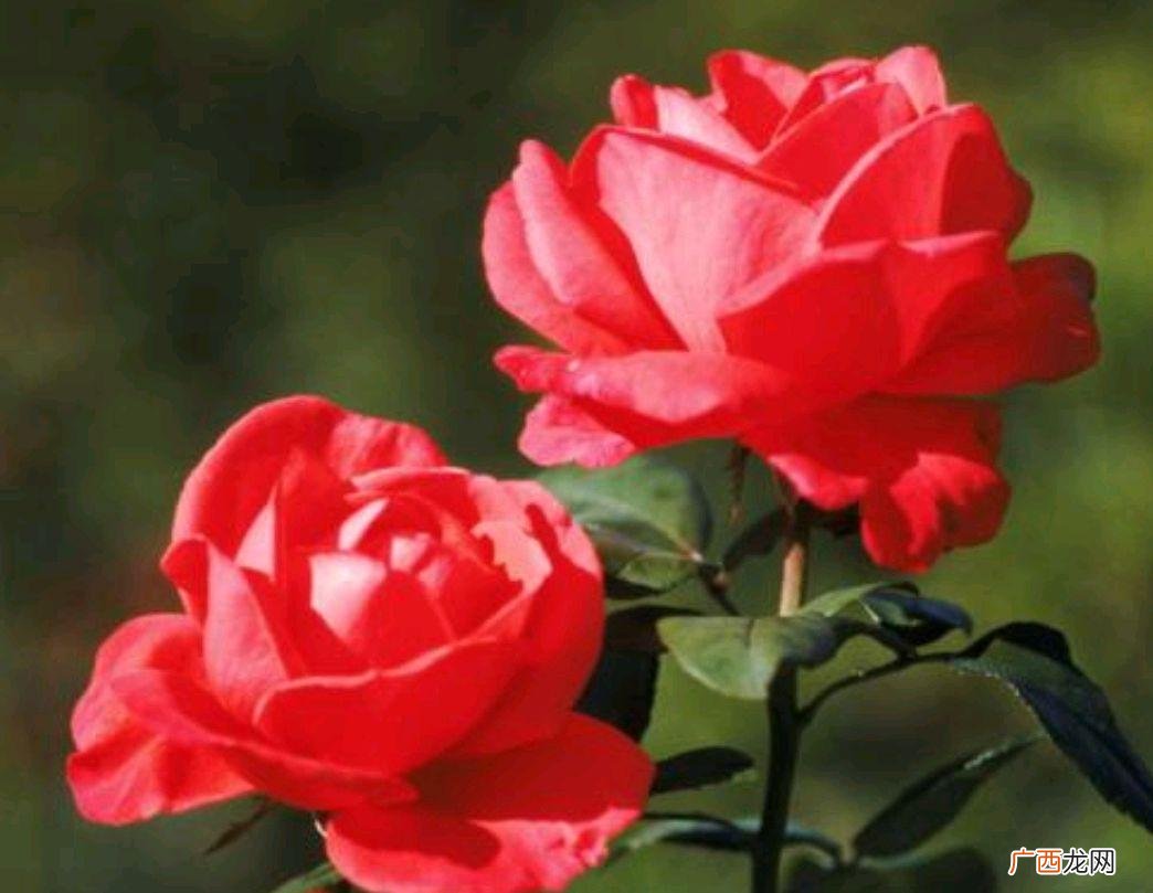 家里栽种月季花需要注意什么 家里种月季花好不好风水