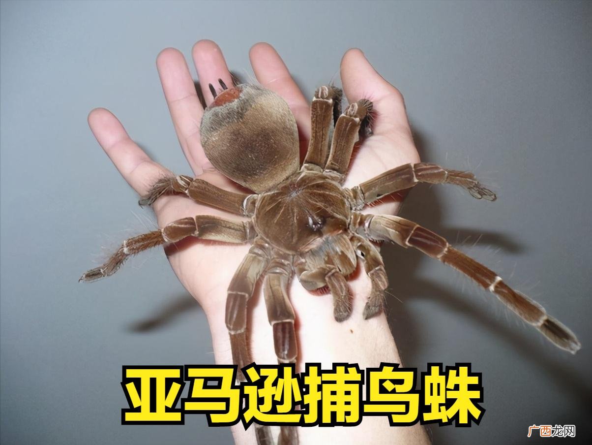 到底有多大，大到你无法想象 世界上最大的蜘蛛