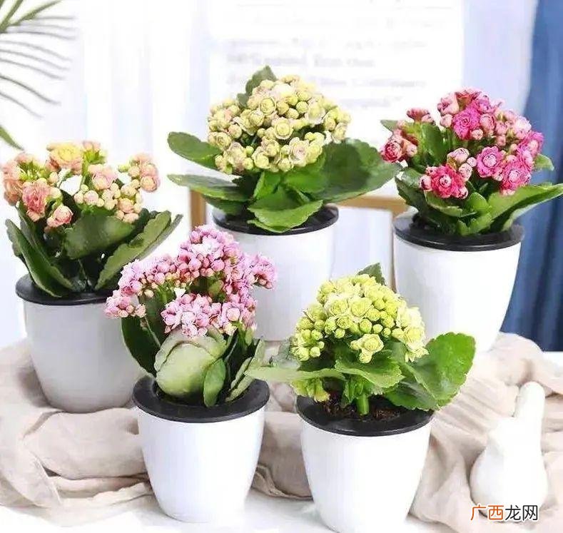 做好2个小细节,开花更持久 长寿花怎么养才能开花不断