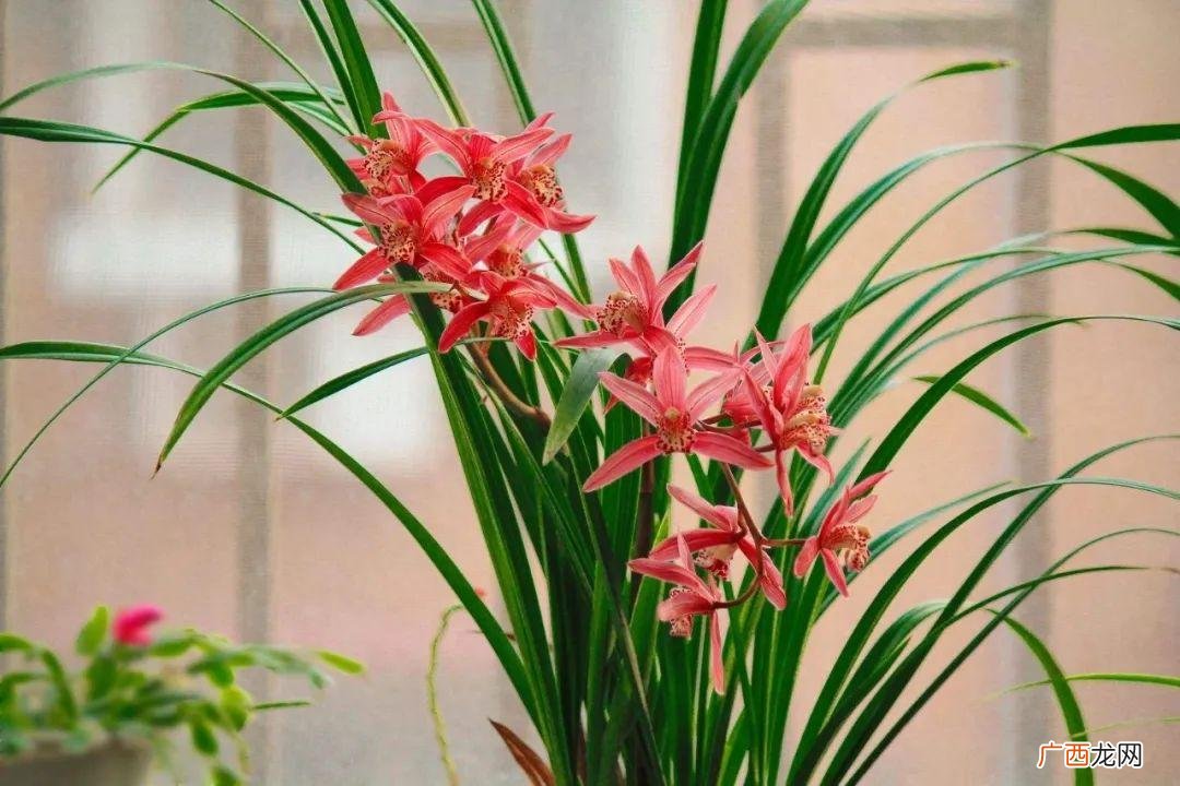 秋天养兰花死记5要点，花箭窜老高 秋天养兰花的技巧与方法