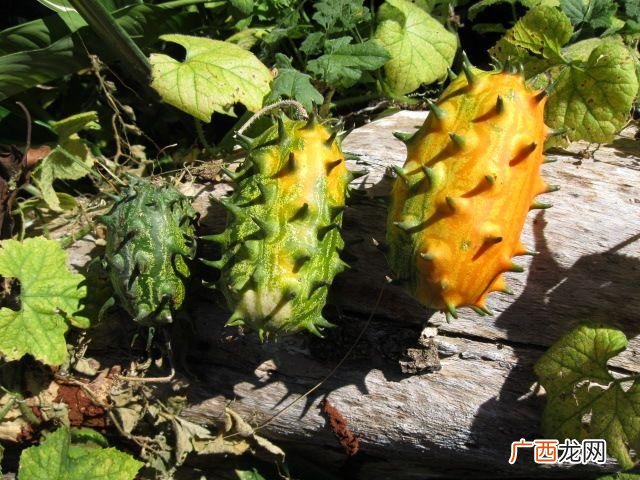 刺角瓜是什么植物 刺角瓜的功效和作用