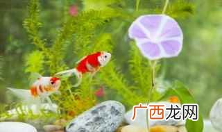 水培植物养鱼怎么养 水培植物里面养鱼