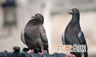 捕捉鸽子用什么工具 具体内容如下