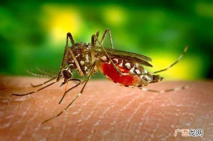 蚊子太烦人一入睡就在耳边飞 晚上睡觉有蚊子在耳边叫咋办