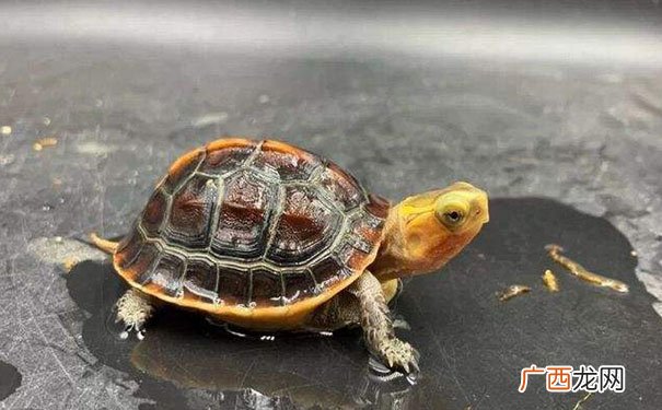 镇宅聚财,招财入宅 家里养乌龟好吗风水说法