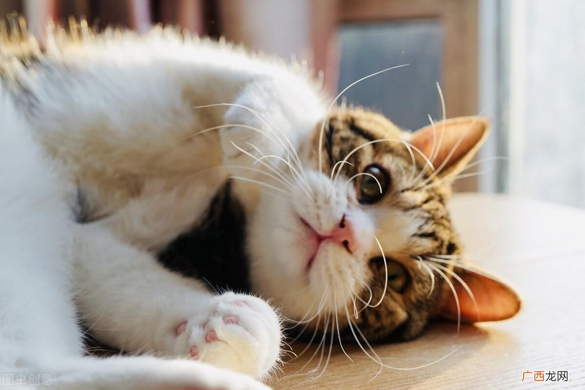 猫便秘了怎么处理 猫咪便秘怎么办快速排便