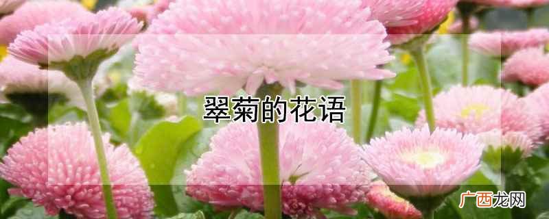 翠菊的花语及寓意 翠菊的花语