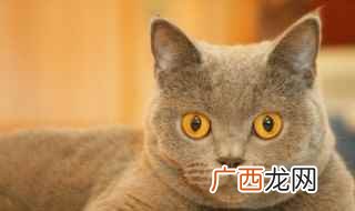 龙猫正常情况下可以活十五到二十年左右 龙猫寿命