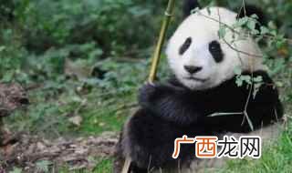 大熊猫的外形特征和生活习性，大熊猫的外形和生活特点