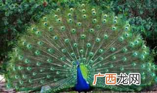 “孔雀开屏”和“老孔雀”有什么区别 别人说你孔雀开屏是什么意思
