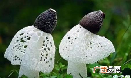 竹荪是菌类吗 竹荪怎么做好吃