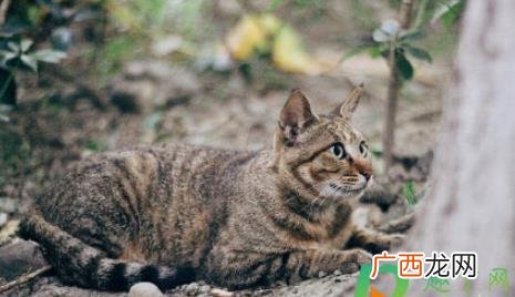 养猫赚钱吗养什么品种的猫赚钱 网上交押金养猫月赚3万是真的吗