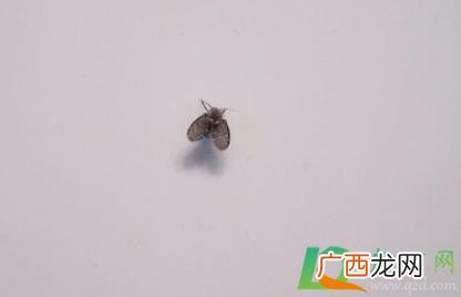 马桶总是有小虫子飞出来怎么办 马桶有虫子飞出来怎么办