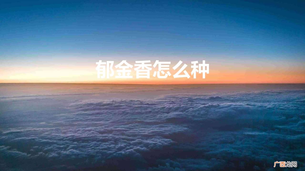 郁金香怎么种植土培 郁金香怎么种