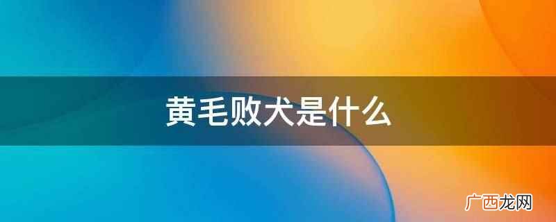黄毛败犬是什么 黄毛败犬是什么意思